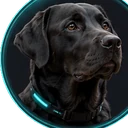 Luna, paciente canino